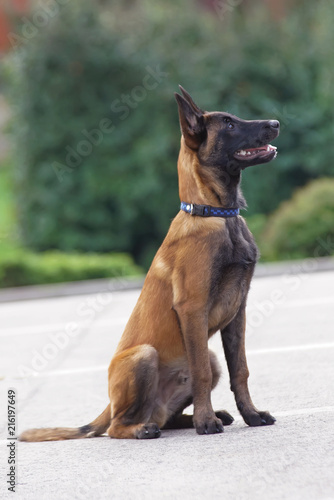 Cute Belgian Shepherd Malinois puppy with a collar sitting outdoors on an asphalt in summer