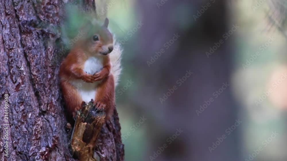 red squirrel, Sciurus vulgaris, resting amongst the foliage of a pine tree on a sunny july morning in the cairngorm NP, scotland red squirrel, Sciurus vulgaris, resting amongst the foliage of a pine tree on a sunny july morning in the cairngorm NP, scotland