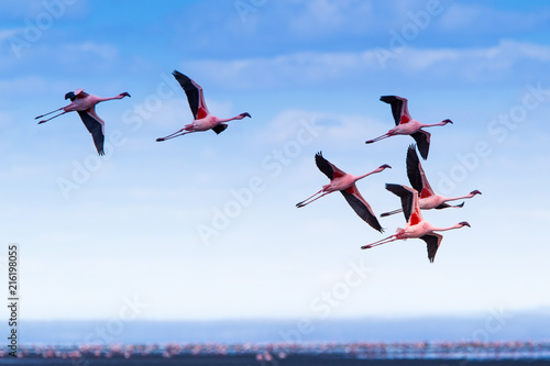 Fenicotteri rosa e fenicotteri minori a Lake Natron in Tanzania