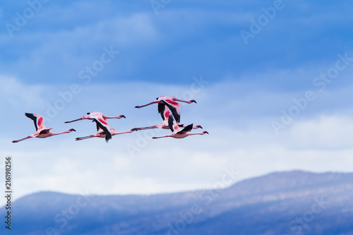 Fenicotteri rosa e fenicotteri minori a Lake Natron in Tanzania