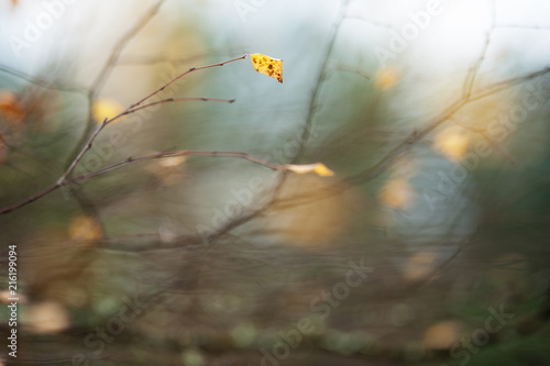Autumn branches and leaves with defocused burred background.