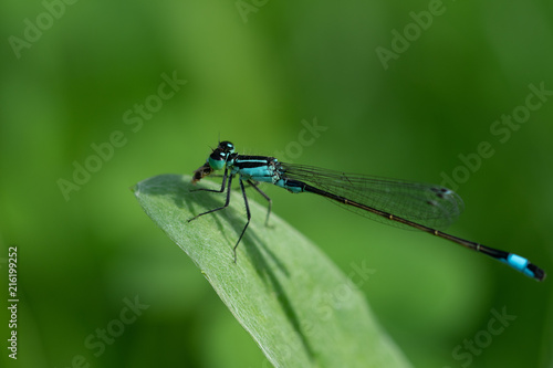 Dragonfly Bee and Flowers