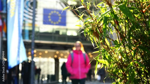 green mature foliage develops in the wind in the EU zone.