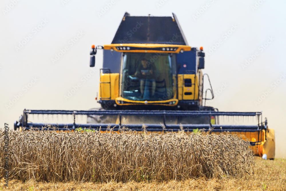 Fototapeta premium yellow harvester gathers the wheat harvest