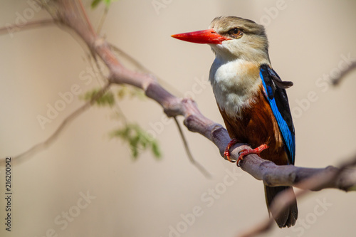 Foto Martin pescatore africano in tanzania Halcyon leucocephala