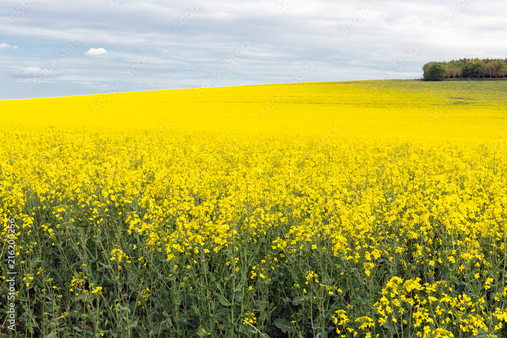 Fototapeta premium Rapeseed field with blooming yellow flowers in Scottish borders