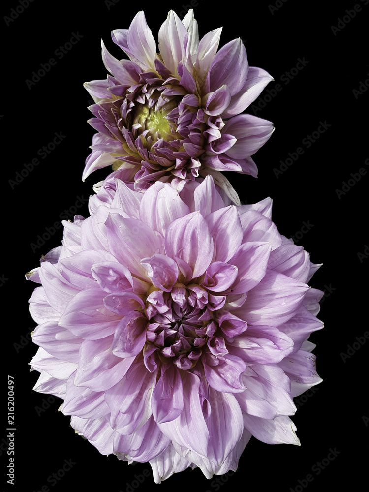 Flowering dahlia Flowering dahlia