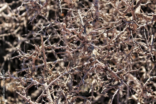 Dry plant texture