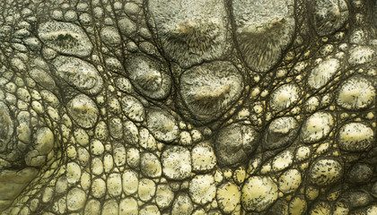 Handdoek met foto Krokodil Ruwe textuur van krokodillenhuid  © szmuli
