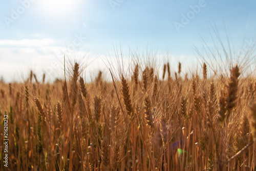 Beautiful nature landscape rural on the sunset. Spikelets of golden wheat on field.