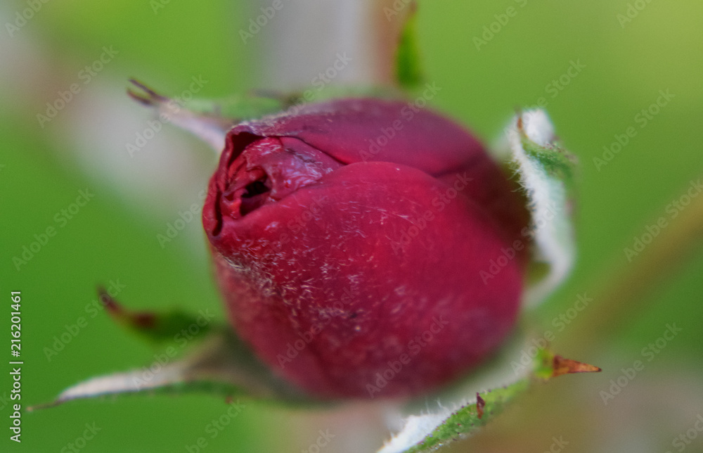 Obraz premium Rote Rose