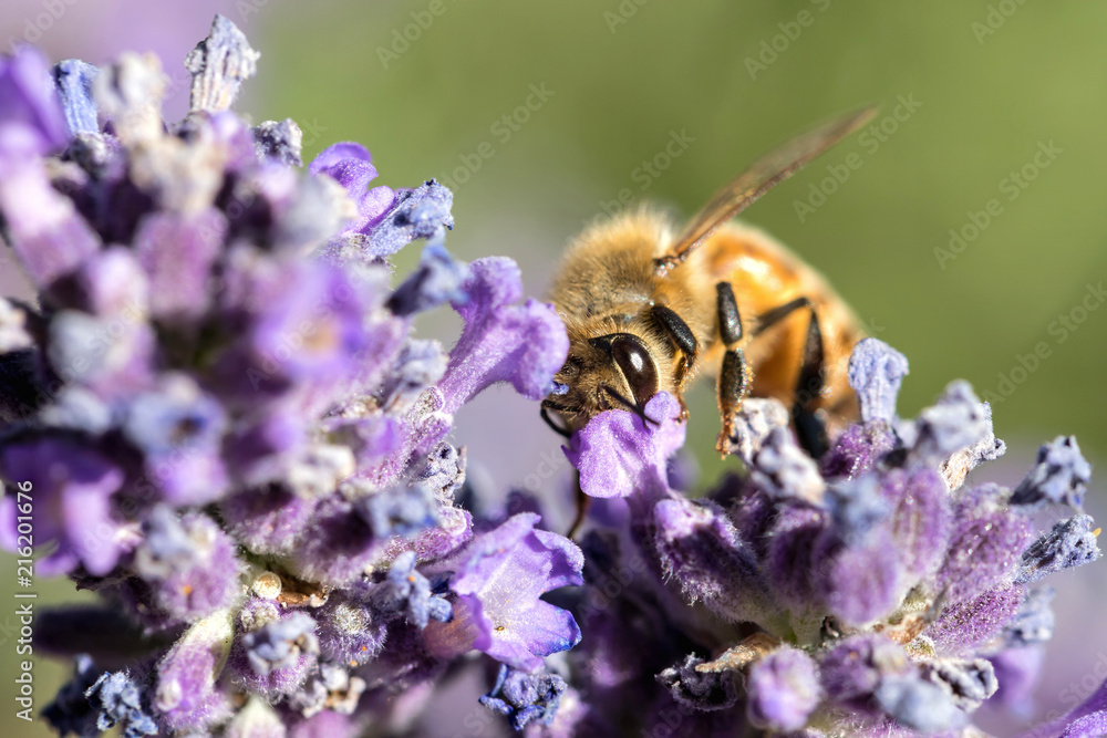 western honey bee (Apis mellifera) on lavender western honey bee (Apis mellifera) on lavender