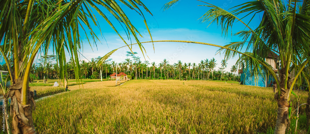 Fototapeta premium Green terraced rice field. Nature landscape background. Ubud. Bali, Indonesia