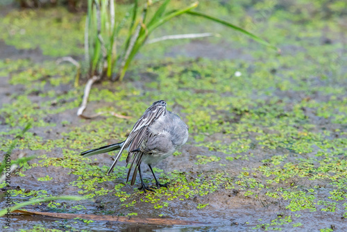 White Wagtail or Motacilla alba. Wagtails is a genus of songbirds. Wagtail is one of the most useful birds. It kills mosquitoes and flies, which deftly chases in the air photo