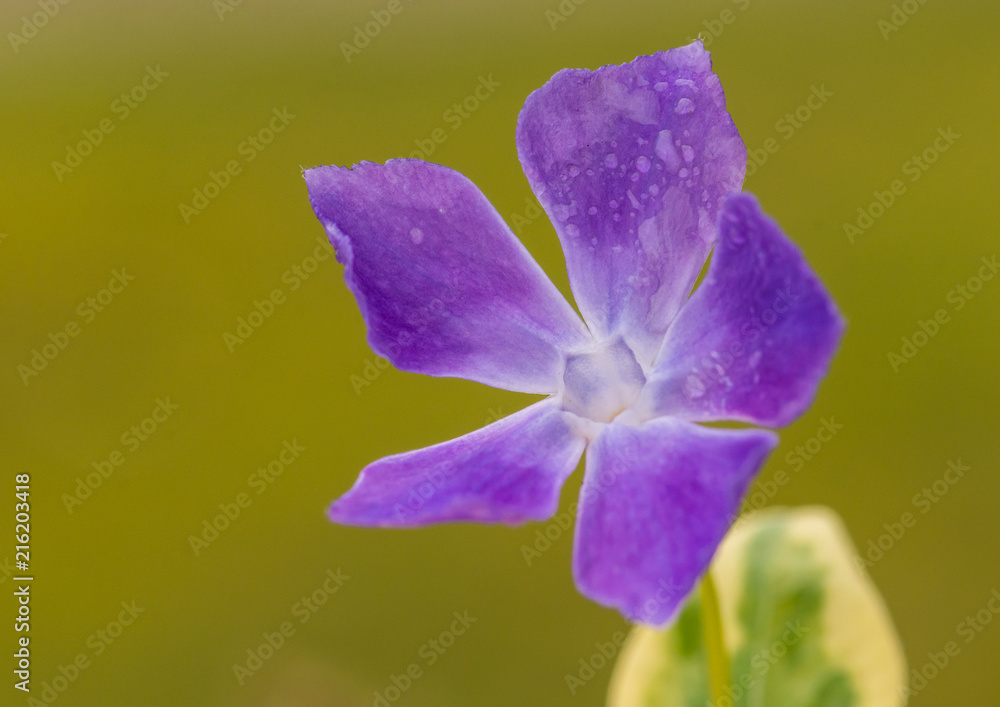 Obraz premium Periwinkle