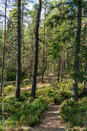 Wanderweg durch einen Wald in Smaland  Schweden