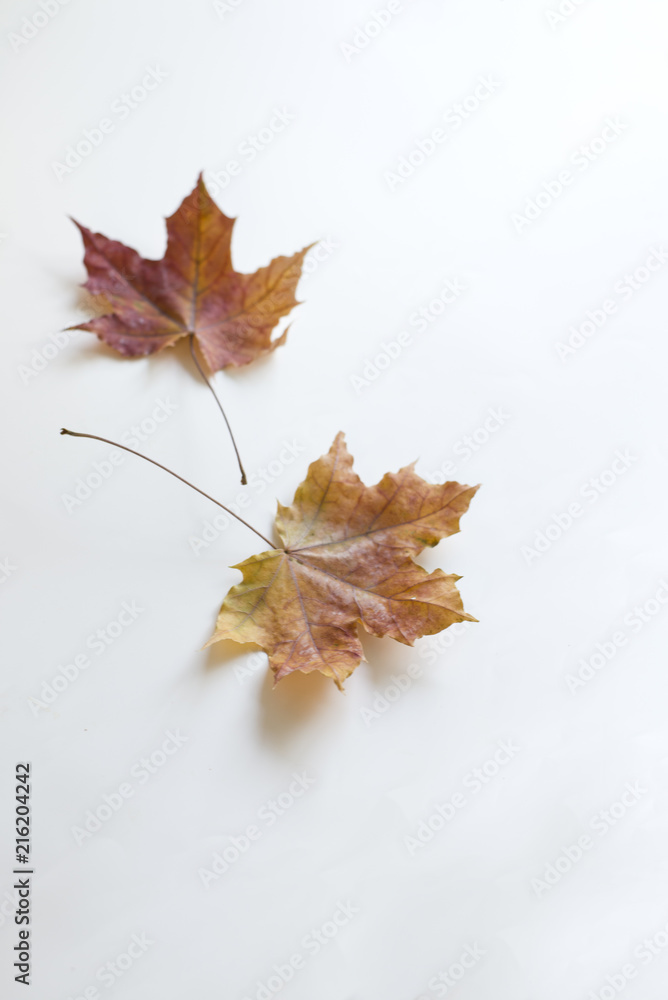 two maple leaves are located diagonally on a white background (copy space) two maple leaves are located diagonally on a white background (copy space)