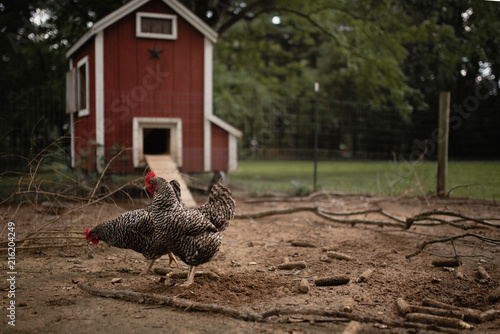 Chickens and Coop