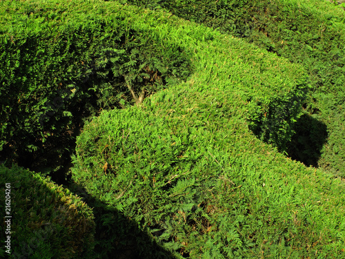 labyrinth / green fence leaves © alek