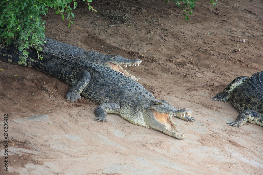 Fototapeta premium crocodiles, Thailand