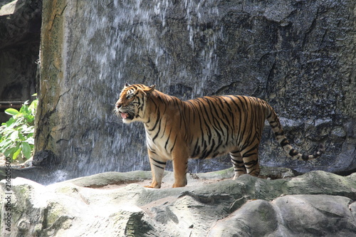 Tiger, Thailand
