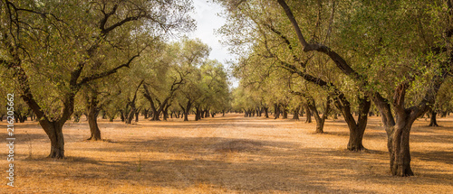 Bilde på lerret Olive trees plantation