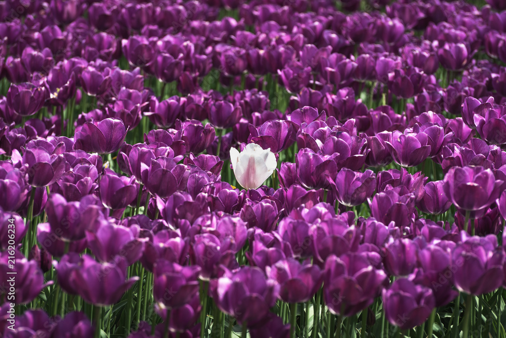 Obraz premium A unique tulip