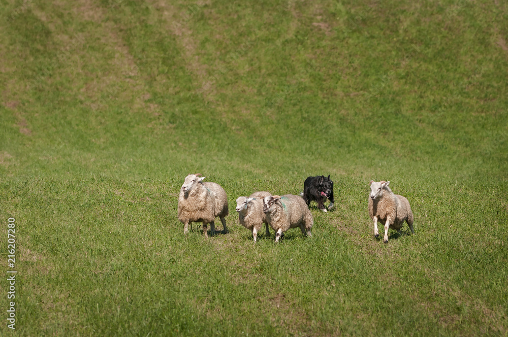 Obraz premium Stock Dog Behind Group of Sheep (Ovis aries)