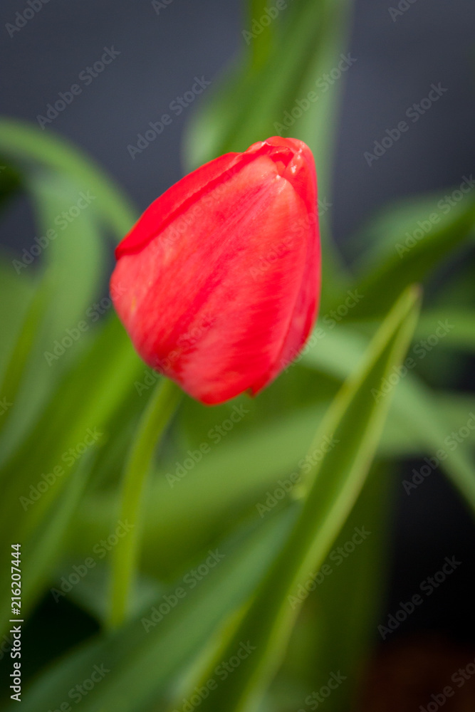 Fototapeta premium Closed red tulip bloom