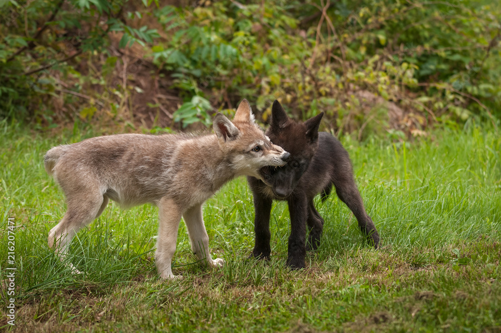 Obraz premium Grey Wolf (Canis lupus) Pup Bites At Face of Sibling