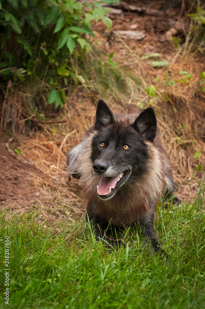 Black Phase Grey Wolf (Canis lupus) Black Phase Grey Wolf (Canis lupus)