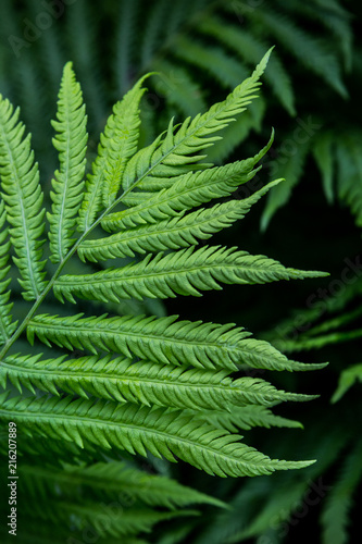 Fern frond