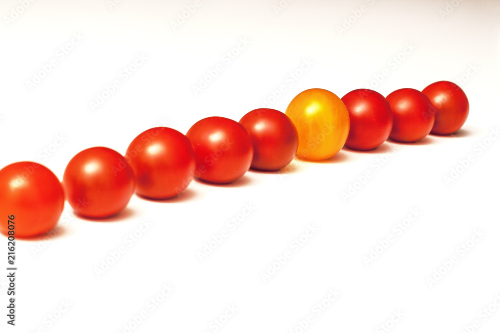 yellow tomato in row of red tomatoes on white background, copy space yellow tomato in row of red tomatoes on white background, copy space