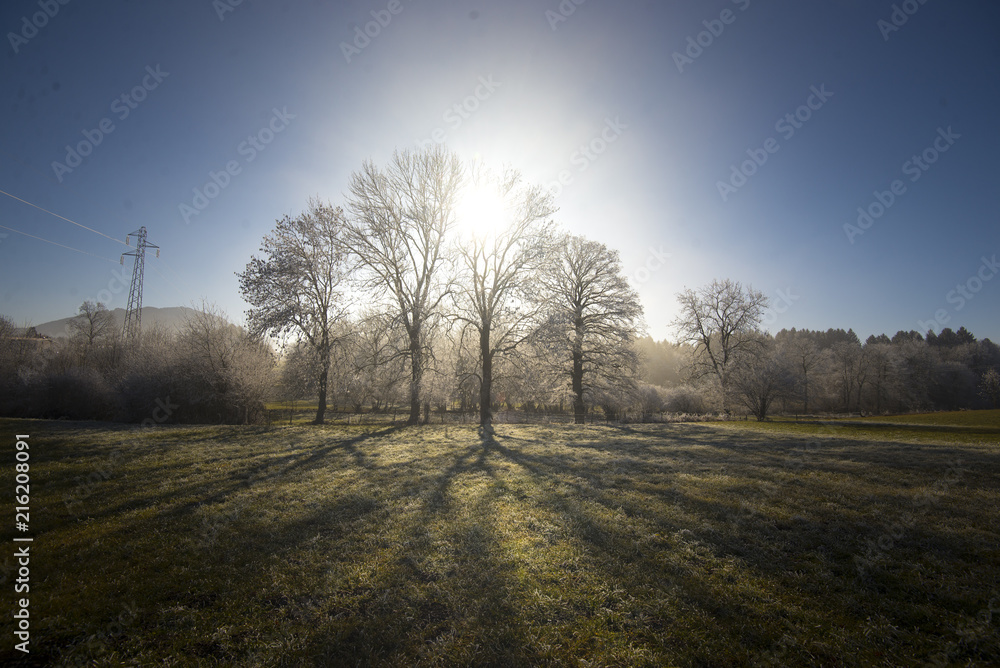 Frosted trees standing in the winter sun Frosted trees standing in the winter sun