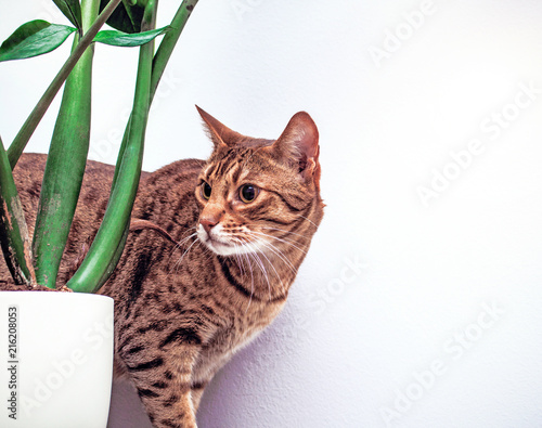 Canvas Print Ocicat cat near flower on white wall background, housecat indoor, copy space