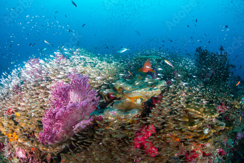 A healthy, colorful tropical coral reef full of marine life © whitcomberd