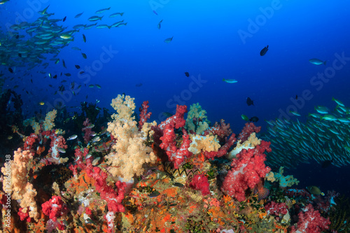 A healthy, colorful tropical coral reef full of marine life © whitcomberd