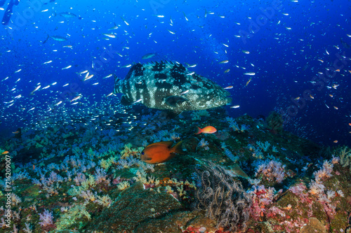 Photography A large Malabar grouper being cleaned on a tropical coral reef whilst SCUBA dive