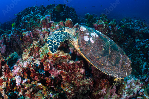 Beautiful Hawksbill Sea Turtle feeding on a colorful tropical coral reef