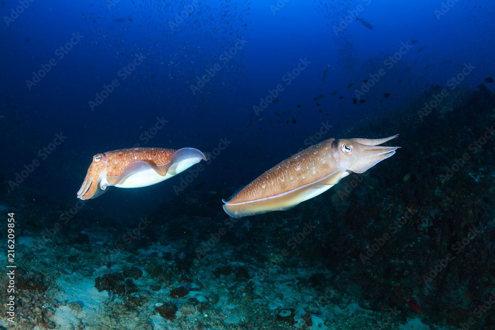 Naklejka premium Mątwy na pięknej, kolorowej tropikalnej rafie koralowej