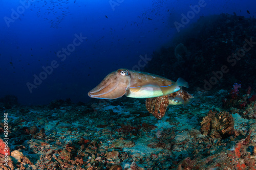 Cuttlefish on a beautiful, colorful tropical coral reef
