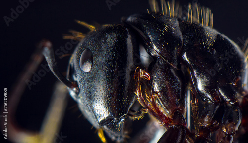 Black Carpenter Ant Macro photo