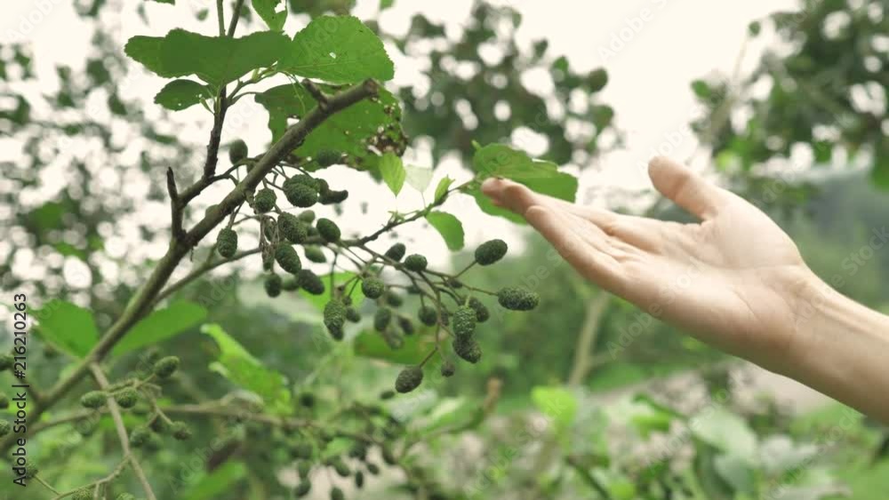 4 k soft pretty woman´s hansds touching the smal pines of green plant on a green mountain background, with a lot of leaves surrounding her 4 k soft pretty woman´s hansds touching the smal pines of green plant on a green mountain background, with a lot of leaves surrounding her