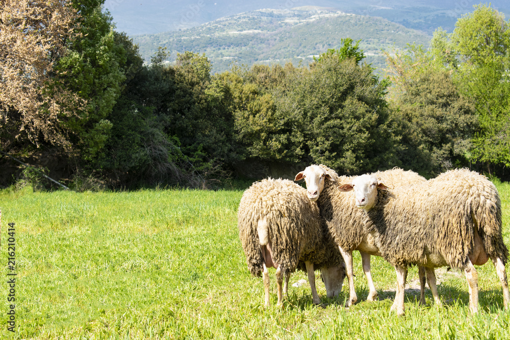Fototapeta premium Sheeps in a meadow in the mountains