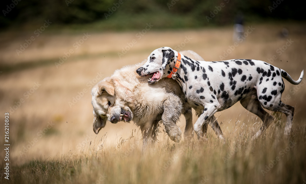 Fototapeta premium Dogs at Play