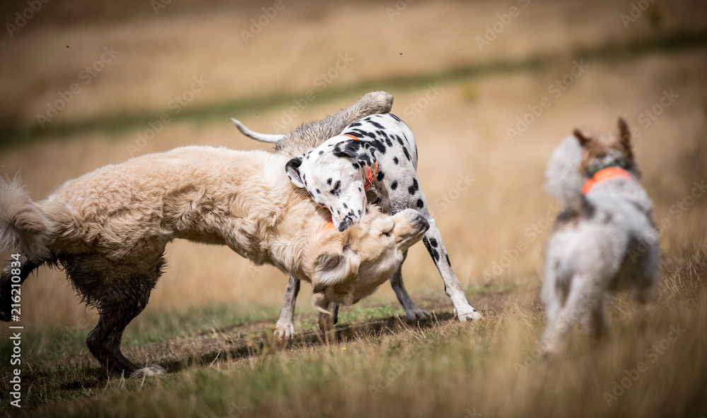 Fototapeta premium Dogs at Play
