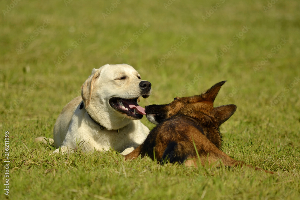 Sunstroke, health of pets in the summer. Labrador. Dogs play with each other. How to protect your dog from overheating.Training of dogs. Young energetic dog on a walk. Sunstroke, health of pets in the summer. Labrador. Dogs play with each other. How to protect your dog from overheating.Training of dogs. Young energetic dog on a walk.