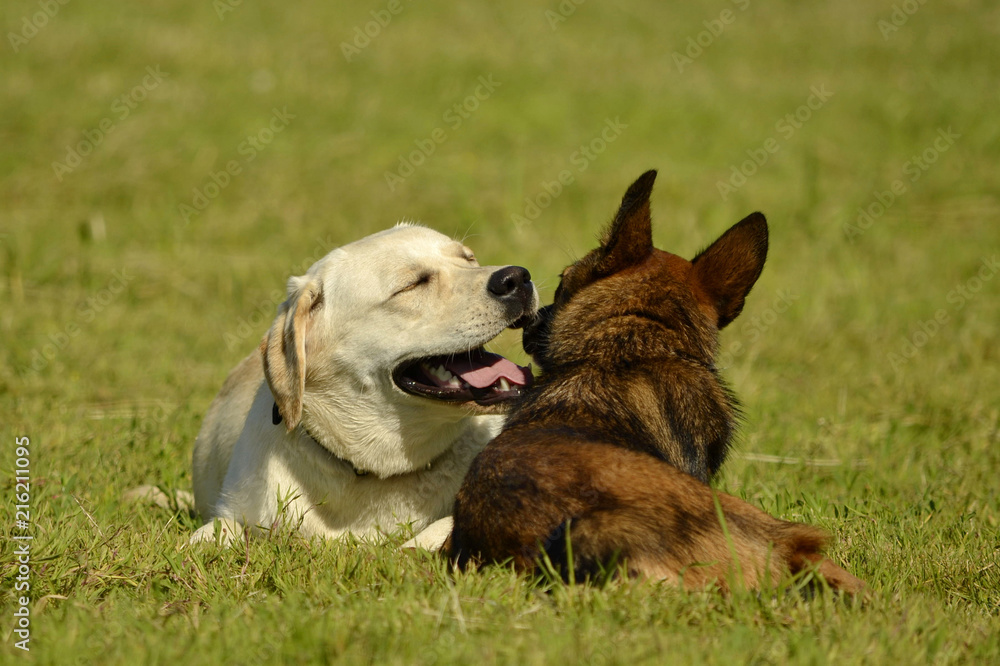 Sunstroke, health of pets in the summer. Labrador. Dogs play with each other. How to protect your dog from overheating.Training of dogs.  Young energetic dog on a walk. 