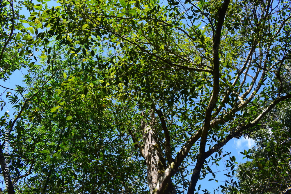 Obraz premium Tree
