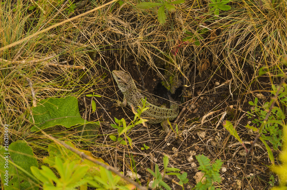 cautious lizard basks in the sun at his burrow cautious lizard basks in the sun at his burrow